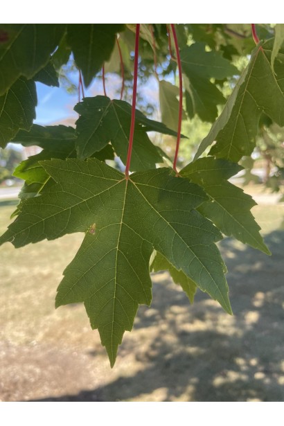 Листя клена червоного Феєрв’ю Флейм в літньому відтінку.